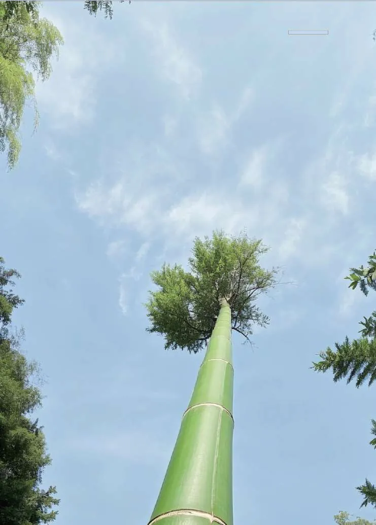 A tall bamboo culm rising into a blue sky