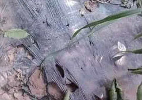 Field photo: mulch film during the cracking period