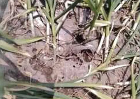 Field photo: mulch film splitting among crops