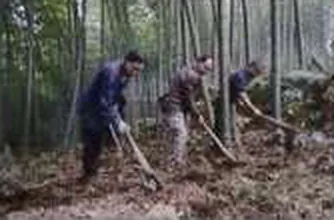 Bamboo being harvested in a grove